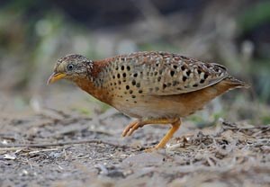 Гурван шивүүрт